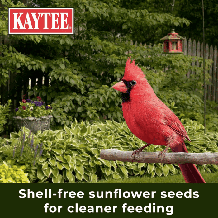 Wild Bird Ultra No Mess Nut & Fruit Food Seed Blend for Blue Jays, Woodpeckers, Juncos, Cardinals, Grosbeaks, Sparrows, and Finches, 5.5 Pound - Image 9