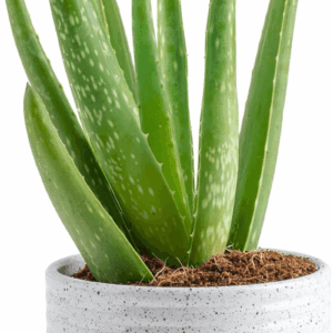 Aloe Vera, Live Succulent Plant, Easy Care Indoor Houseplant in Modern Décor Planter, Room Air Purifier, Tabletop, Office, Desk or Home Décor, Birthday, Gardening Gift, 10-12 Inches Tall