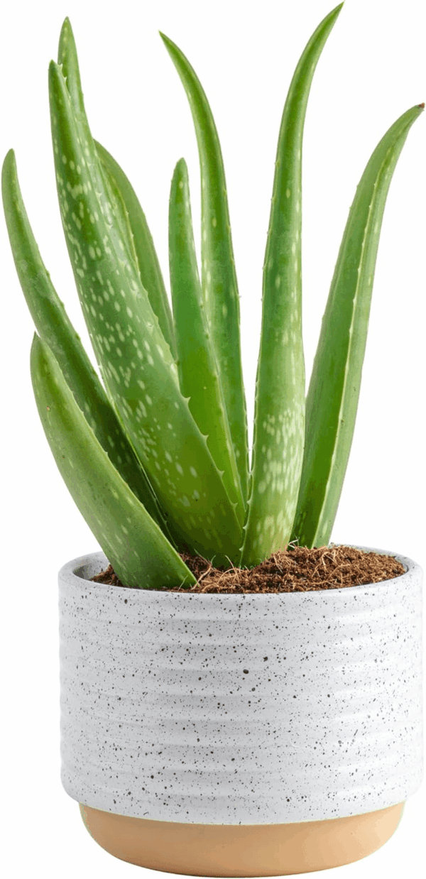 Aloe Vera, Live Succulent Plant, Easy Care Indoor Houseplant in Modern Décor Planter, Room Air Purifier, Tabletop, Office, Desk or Home Décor, Birthday, Gardening Gift, 10-12 Inches Tall