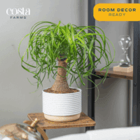 Ponytail Palm Bonsai, Easy to Grow Live Indoor Plant in Indoors Garden Planter Pot, Air Purifying Houseplant, Housewarming, Birthday Gift, Office, Home, and Room Décor, 1 Foot Tall - Image 4