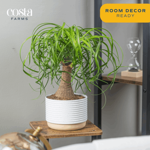 Ponytail Palm Bonsai, Easy to Grow Live Indoor Plant in Indoors Garden Planter Pot, Air Purifying Houseplant, Housewarming, Birthday Gift, Office, Home, and Room Décor, 1 Foot Tall - Image 4