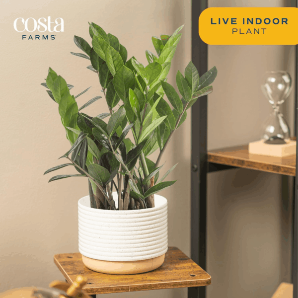 ZZ Live Indoor Tabletop Plant in 6-Inch Grower Pot - Image 3