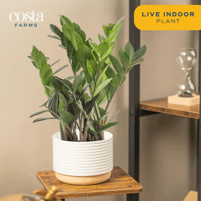 ZZ Live Indoor Tabletop Plant in 6-Inch Grower Pot - Image 3