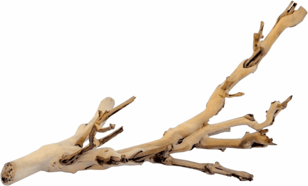 Forest Branch, Small