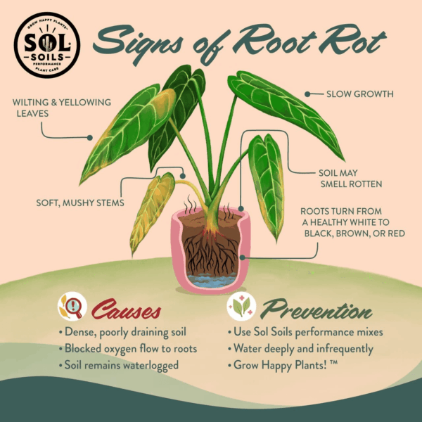 Chunky Houseplant Mix - Fast Draining Soil for Indoor Plants with Coco Coir Chips, Perlite, & Pumice, 1 Gallon - Image 6