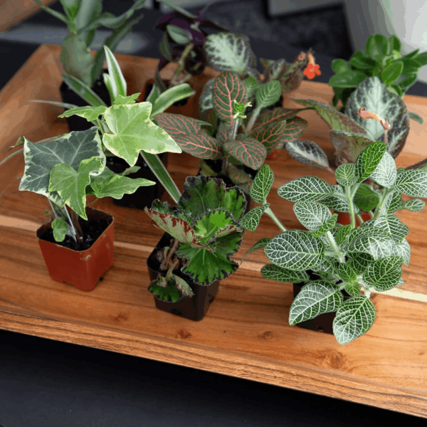 Live Houseplants (12PK), Indoor Plants for Delivery Prime, Live Plants and Gardening Gifts for Plant Lovers, Planters for Indoor Plants with Potting Soil, Live House Plants Indoors Live - Image 10