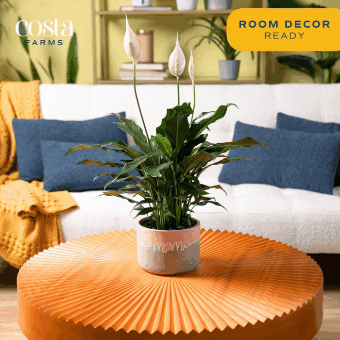 Peace Lily Plant, Live Indoor Houseplant with Flowers Potted in Indoors Garden Plant Pot, Air Purifying Potting Soil, Birthday, New House Gift, Home, Office and Room Decor, 1 Foot Tall - Image 3