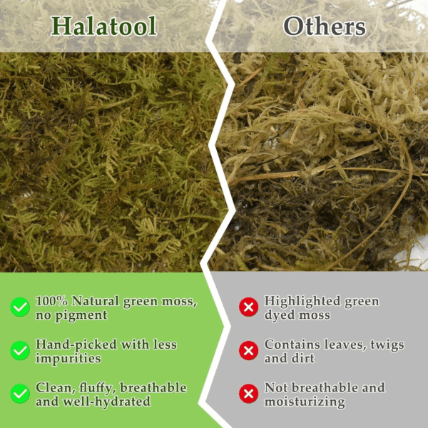 9OZ Natural Sphagnum Moss for Reptiles- 14QT Green Live Moss for Terrarium Plants Long Fiber Reptile Moss for Leopard Gecko Snake Hamsters Tortoises Frogs Lizards Salamanders - Image 5