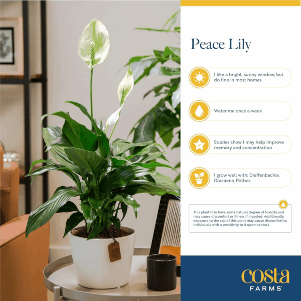 Peace Lily Plant, Live Indoor Houseplant with Flowers Potted in Indoors Garden Plant Pot, Air Purifying Potting Soil, Birthday, New House Gift, Home, Office and Room Decor, 1 Foot Tall - Image 5