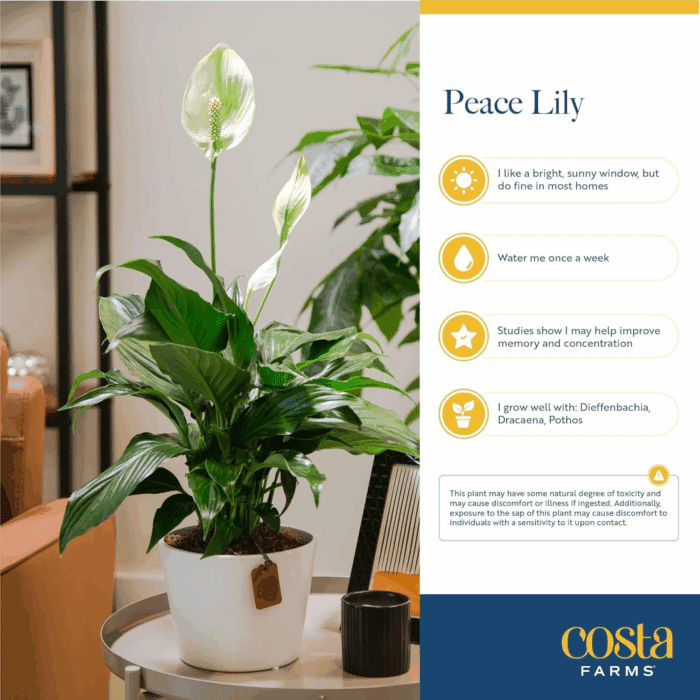 Peace Lily Plant, Live Indoor Houseplant with Flowers Potted in Indoors Garden Plant Pot, Air Purifying Potting Soil, Birthday, New House Gift, Home, Office and Room Decor, 1 Foot Tall - Image 5