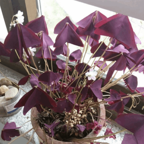 Oxalis Triangularis 10 Bulbs - Purple Shamrocks Lucky Lovely Flowers Bulbs Grows Indoor or Outdoor - Image 4