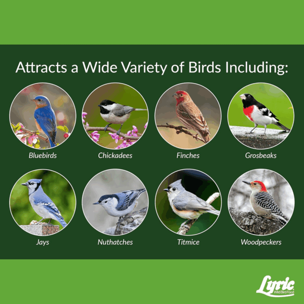 Fine Tunes Wild Bird Seed - No Waste Bird Food Mix - Attracts Bluebirds, Finches, Chickadees & More - 15 Lb. Bag - Image 6