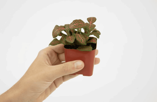 Live Houseplants (12PK), Indoor Plants for Delivery Prime, Live Plants and Gardening Gifts for Plant Lovers, Planters for Indoor Plants with Potting Soil, Live House Plants Indoors Live - Image 9