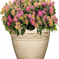 Corinthian Resin Flower Pot Planter, Desert Tan, 8" - Image 2