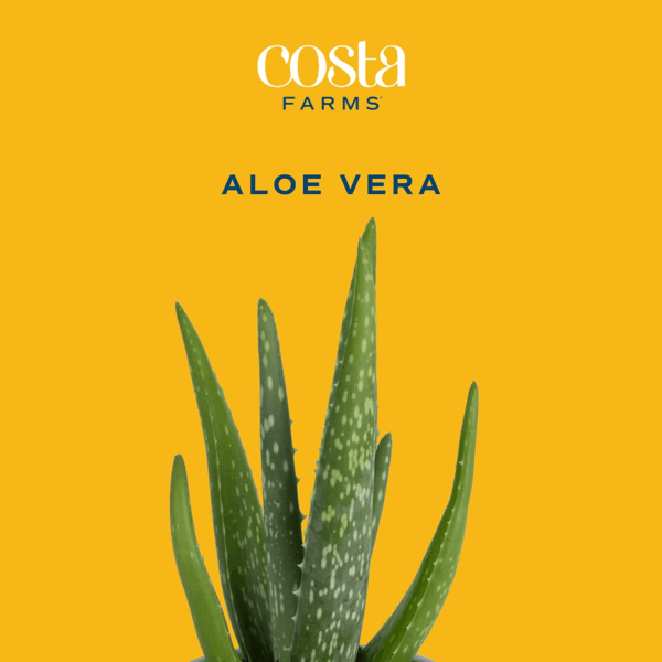 Aloe Vera, Live Succulent Plant, Easy Care Indoor Houseplant in Modern Décor Planter, Room Air Purifier, Tabletop, Office, Desk or Home Décor, Birthday, Gardening Gift, 10-12 Inches Tall - Image 2