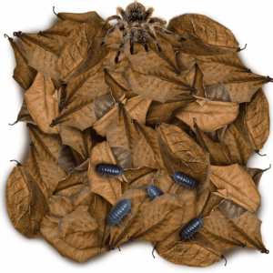 50 Pack Leaf Litter for Spider, Cricket & Isopod, Mini Catappa Dried Indian Almond Leaves, for Vivarium, Terrarium & Aquarium, Mimics Familiar Habitat & Perfect Hiding Spot, Terrarium Decor