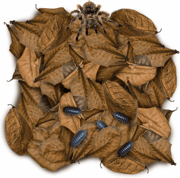 50 Pack Leaf Litter for Spider, Cricket & Isopod, Mini Catappa Dried Indian Almond Leaves, for Vivarium, Terrarium & Aquarium, Mimics Familiar Habitat & Perfect Hiding Spot, Terrarium Decor