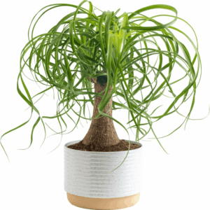 Ponytail Palm Bonsai, Easy to Grow Live Indoor Plant in Indoors Garden Planter Pot, Air Purifying Houseplant, Housewarming, Birthday Gift, Office, Home, and Room Décor, 1 Foot Tall