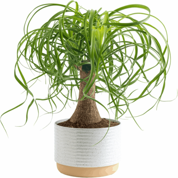 Ponytail Palm Bonsai, Easy to Grow Live Indoor Plant in Indoors Garden Planter Pot, Air Purifying Houseplant, Housewarming, Birthday Gift, Office, Home, and Room Décor, 1 Foot Tall