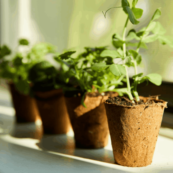 Organic & Plantable Seed Starting Pots (24 CT) - Image 2