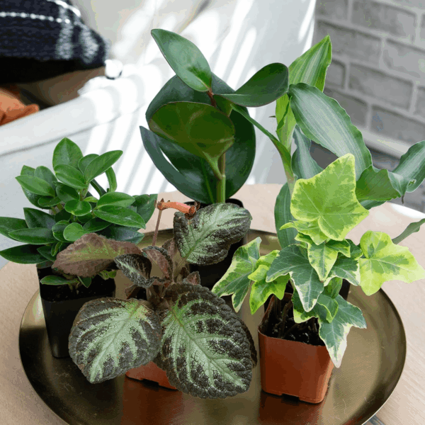 Easy to Grow Houseplants (Pack of 6), Live House Plants in Containers, Growers Choice Plant Set in Planters with Potting Soil Mix, Home Décor Planting Kit or Outdoor Garden Gifts by - Image 7