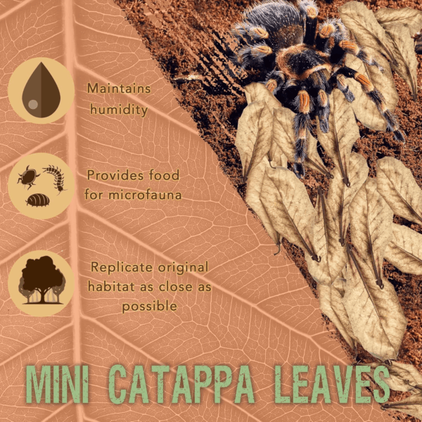 50 Pack Leaf Litter for Spider, Cricket & Isopod, Mini Catappa Dried Indian Almond Leaves, for Vivarium, Terrarium & Aquarium, Mimics Familiar Habitat & Perfect Hiding Spot, Terrarium Decor - Image 2
