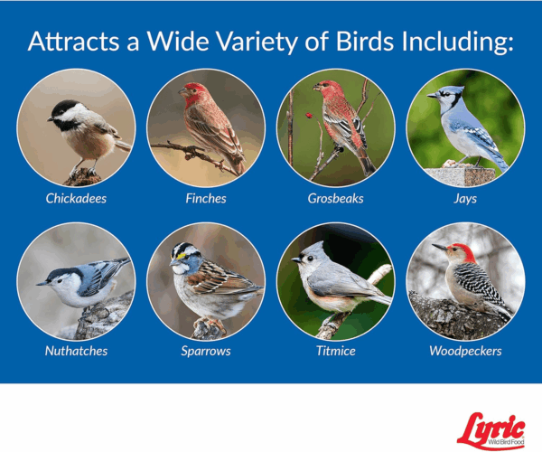 Wild Bird Mix - Wild Bird Food for outside Feeders - Attracts Doves, Jays and Many More - 40 Lb. Bag - Image 5