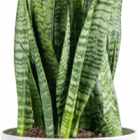 Premium Live Indoor Snake Sansevieria Floor Plant Shipped in Décor Planter, 2-Feet Tall, Grower'S Choice, Green, Yellow