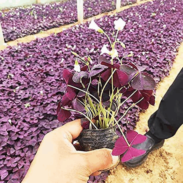 Oxalis Triangularis 10 Bulbs - Purple Shamrocks Lucky Lovely Flowers Bulbs Grows Indoor or Outdoor - Image 3