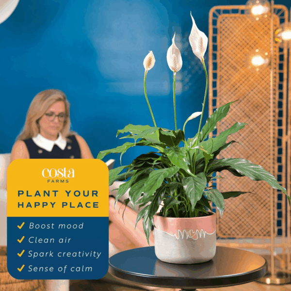 Peace Lily Plant, Live Indoor Houseplant with Flowers Potted in Indoors Garden Plant Pot, Air Purifying Potting Soil, Birthday, New House Gift, Home, Office and Room Decor, 1 Foot Tall - Image 4