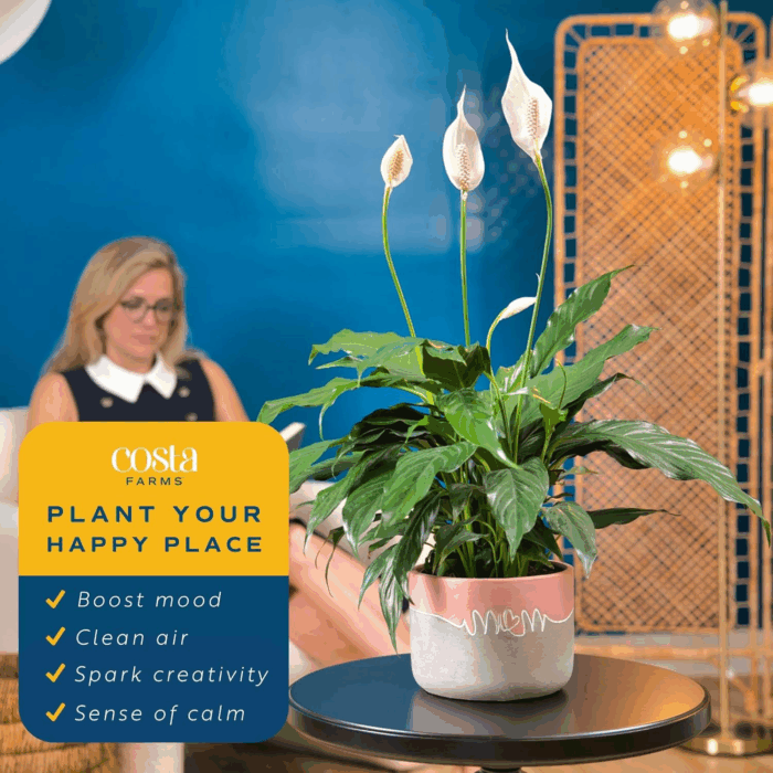 Peace Lily Plant, Live Indoor Houseplant with Flowers Potted in Indoors Garden Plant Pot, Air Purifying Potting Soil, Birthday, New House Gift, Home, Office and Room Decor, 1 Foot Tall - Image 4