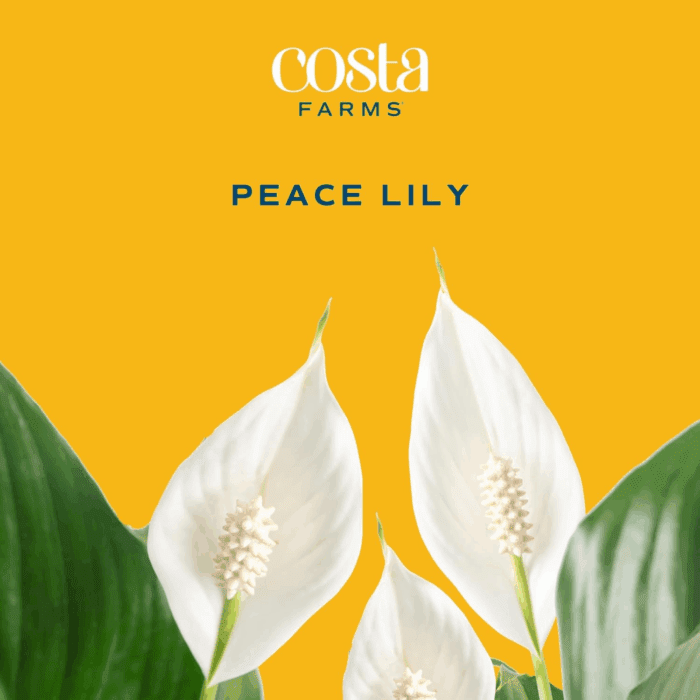 Peace Lily Plant, Live Indoor Houseplant with Flowers Potted in Indoors Garden Plant Pot, Air Purifying Potting Soil, Birthday, New House Gift, Home, Office and Room Decor, 1 Foot Tall - Image 2