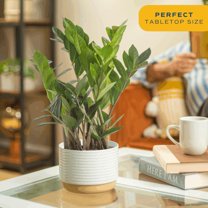 ZZ Live Indoor Tabletop Plant in 6-Inch Grower Pot - Image 4