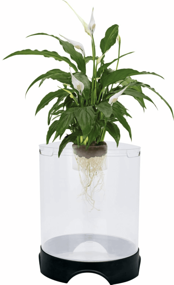 Aquaponic Planter and Aquarium for Betta Fish | Tank Promotes Healthy Hydroponic Environment for Plants and Fish - Image 2