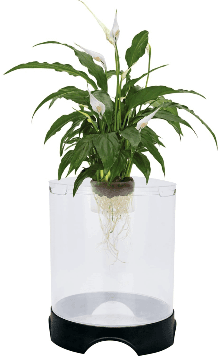 Aquaponic Planter and Aquarium for Betta Fish | Tank Promotes Healthy Hydroponic Environment for Plants and Fish - Image 2