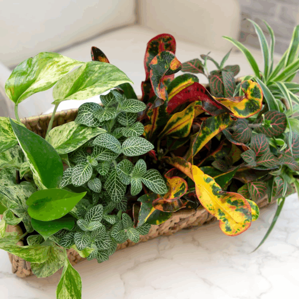 Easy to Grow Houseplants (Pack of 6), Live House Plants in Containers, Growers Choice Plant Set in Planters with Potting Soil Mix, Home Décor Planting Kit or Outdoor Garden Gifts by - Image 2