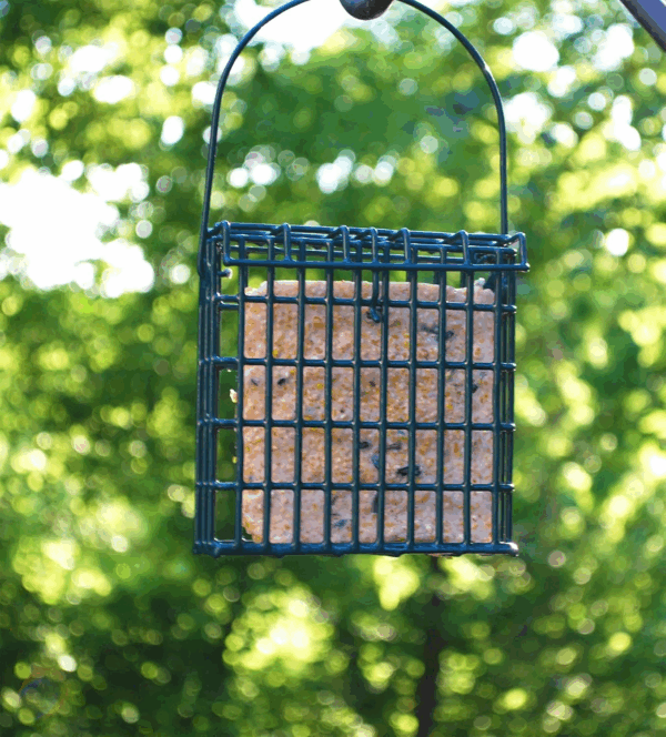High Energy Suet Cakes, 20 Pack of 11 Oz. Suet Cakes for Wild Birds - Image 5