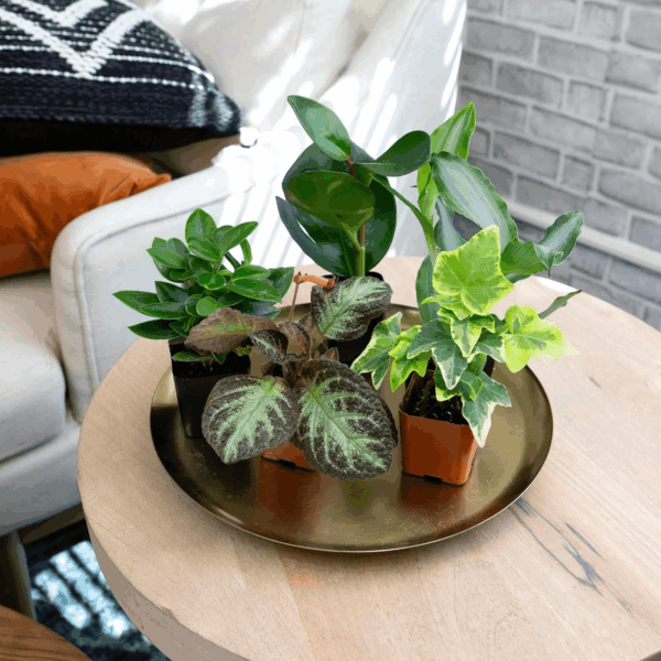 Live Houseplants (12PK), Indoor Plants for Delivery Prime, Live Plants and Gardening Gifts for Plant Lovers, Planters for Indoor Plants with Potting Soil, Live House Plants Indoors Live - Image 6