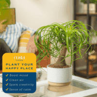 Ponytail Palm Bonsai, Easy to Grow Live Indoor Plant in Indoors Garden Planter Pot, Air Purifying Houseplant, Housewarming, Birthday Gift, Office, Home, and Room Décor, 1 Foot Tall - Image 5
