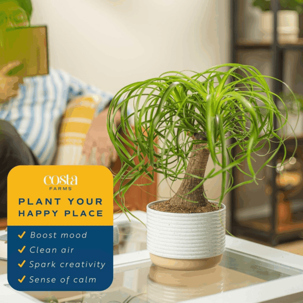 Ponytail Palm Bonsai, Easy to Grow Live Indoor Plant in Indoors Garden Planter Pot, Air Purifying Houseplant, Housewarming, Birthday Gift, Office, Home, and Room Décor, 1 Foot Tall - Image 5