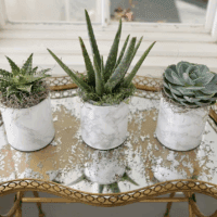 Organic Cactus Potting Soil Mix, Natural & Organic Soil for Cactus, Succulent, Palm, and Citrus Grown in Containers Both Indoors and Outdoors, 4 Qt, Pack of 1 - Image 5