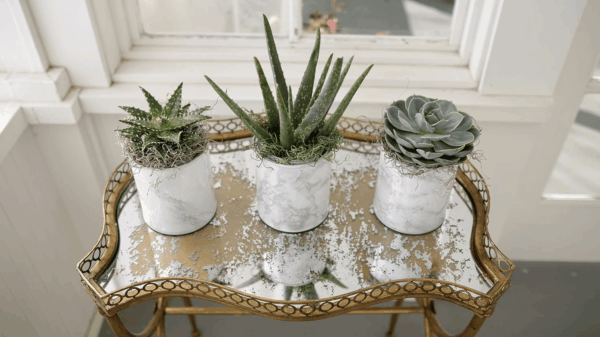 Organic Cactus Potting Soil Mix, Natural & Organic Soil for Cactus, Succulent, Palm, and Citrus Grown in Containers Both Indoors and Outdoors, 4 Qt, Pack of 1 - Image 5