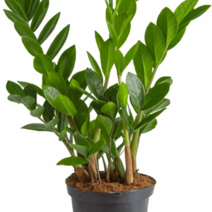 ZZ Live Indoor Tabletop Plant in 6-Inch Grower Pot