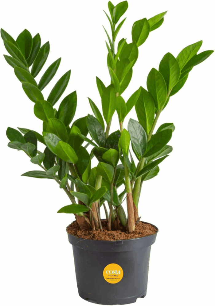 ZZ Live Indoor Tabletop Plant in 6-Inch Grower Pot
