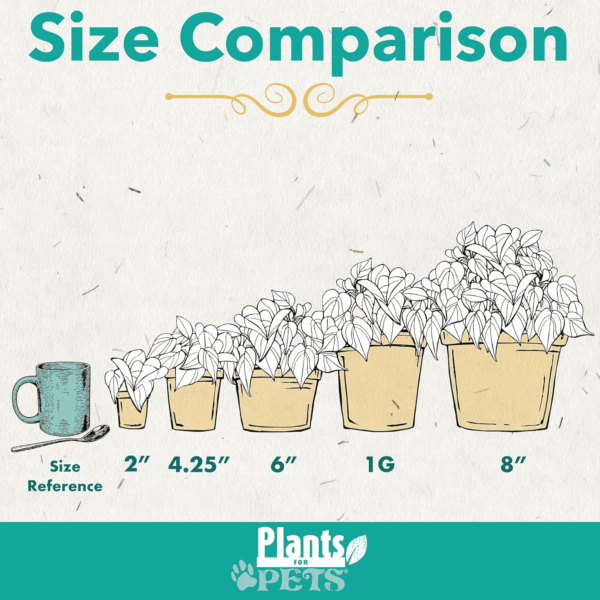 Easy to Grow Houseplants (Pack of 6), Live House Plants in Containers, Growers Choice Plant Set in Planters with Potting Soil Mix, Home Décor Planting Kit or Outdoor Garden Gifts by - Image 5