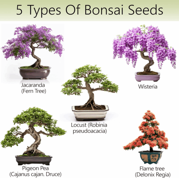 Bonsai Tree Kit – 5X Unique Japanese Bonzai Trees | Complete Indoor Starter Kit for Growing Bonsai Plants with Tools & Planters – Gardening Gifts for Women & Men - Image 3