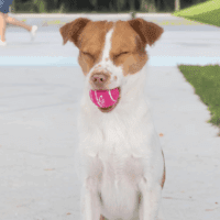 Squeaky Tennis Toys for Dogs, 4-Pack, Heavy-Duty Interactive Pet Toys for Throwing and Fetching, Supports Exercise and Natural Behavior Training, Durable - Small - Image 8