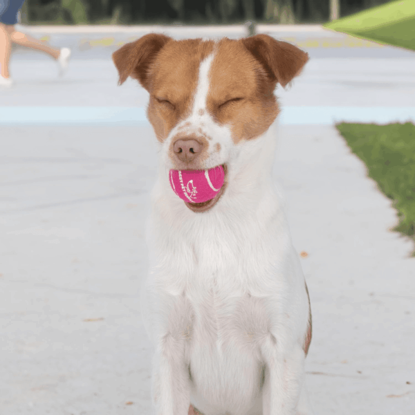 Squeaky Tennis Toys for Dogs, 4-Pack, Heavy-Duty Interactive Pet Toys for Throwing and Fetching, Supports Exercise and Natural Behavior Training, Durable - Small - Image 8