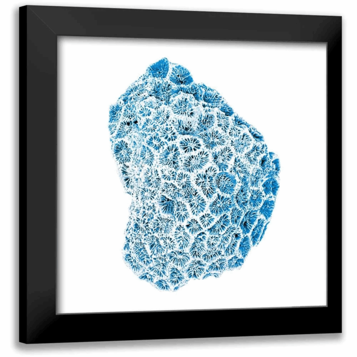 Brando, JJ 26X26 Gold Ornate Wood Framed with Double Matting Museum Art Print Titled - Blue Coral - Image 11