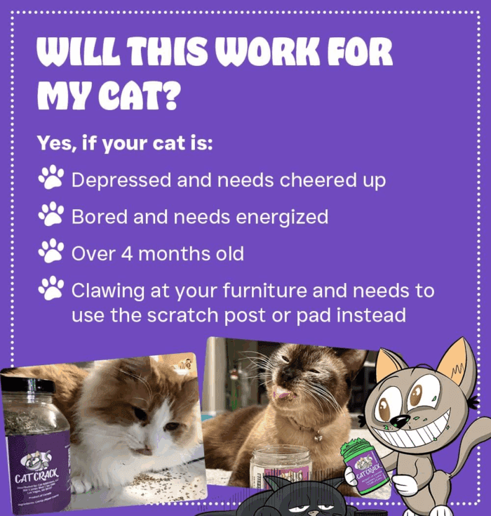 Catnip, Zoomie-Inducing Cat Nip Blend, North American Made & 100% Natural, Safe & Non-Addictive Catnip Treats Used to Supplement Cat Nip Toys, Spray, & Accessories (1 Cup) - Image 3
